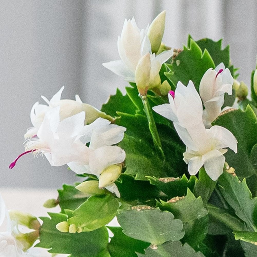 Schlumbergera white-flowered | Houseplant