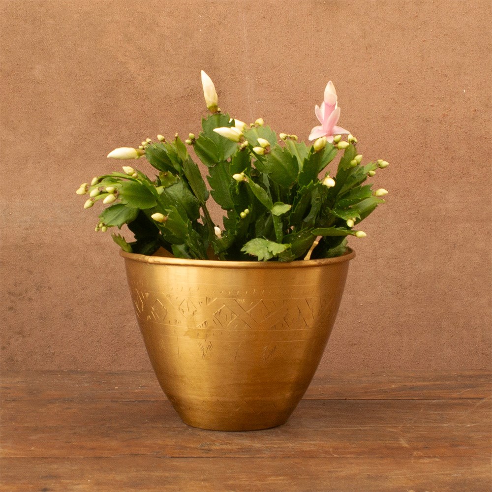Schlumbergera white-flowered | Houseplant