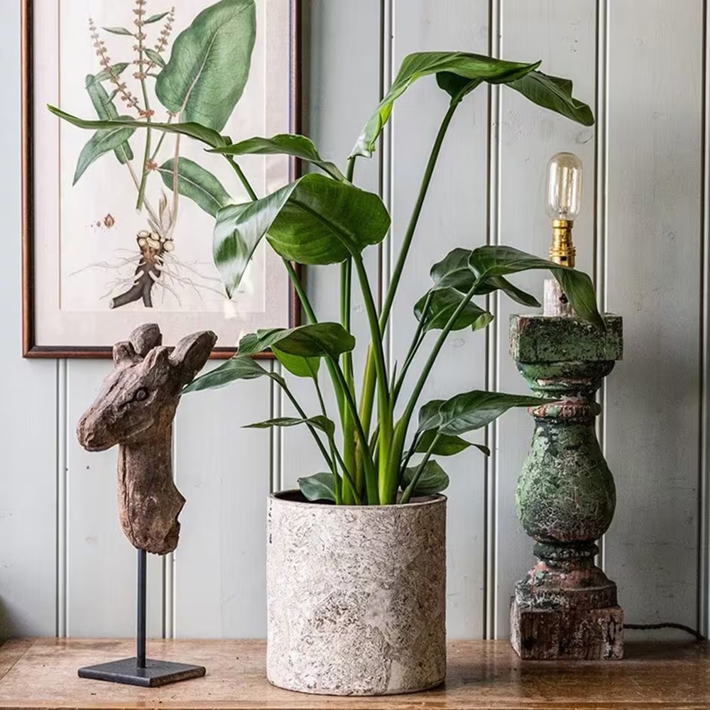 Strelitzia nicolai | Houseplant