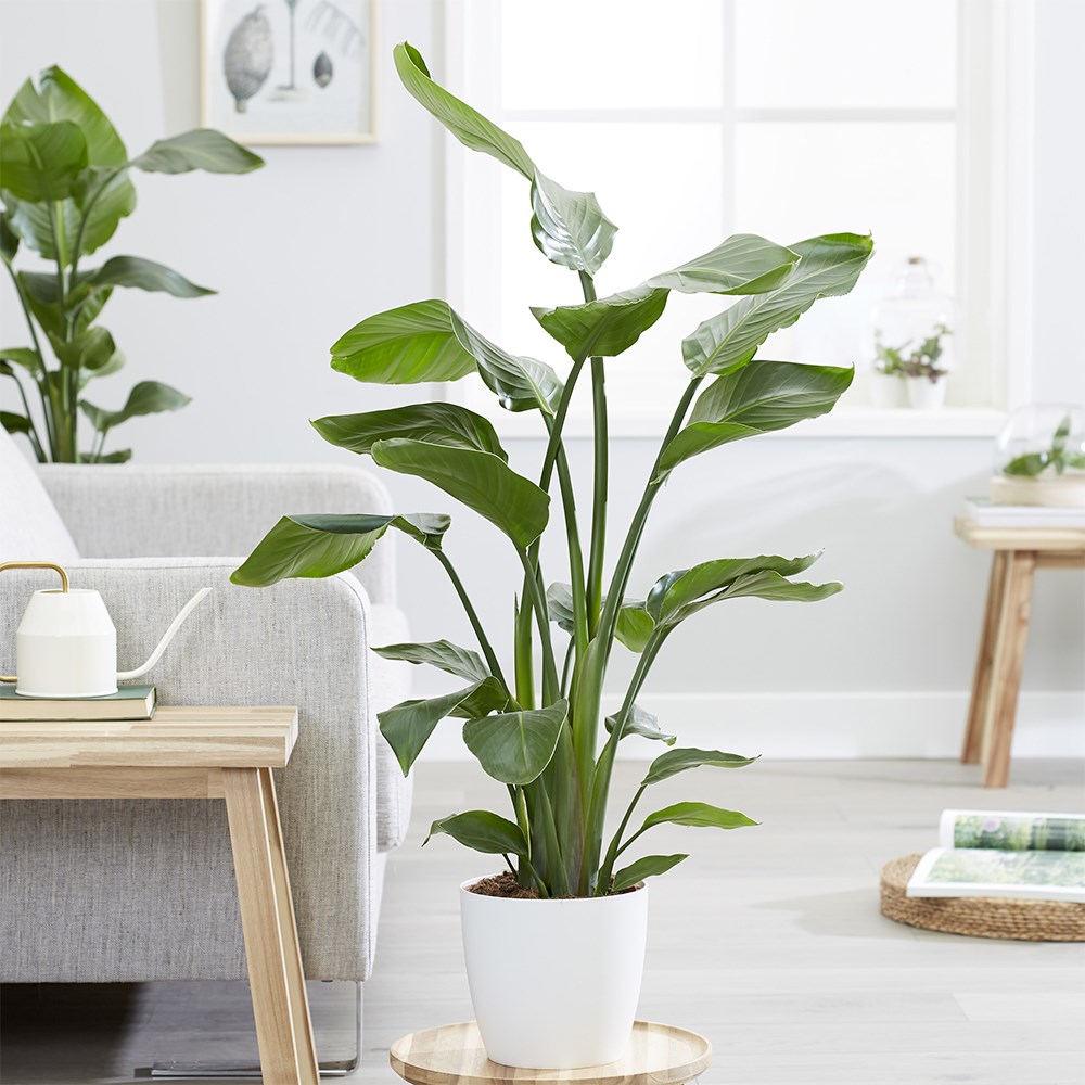 Strelitzia nicolai | Houseplant