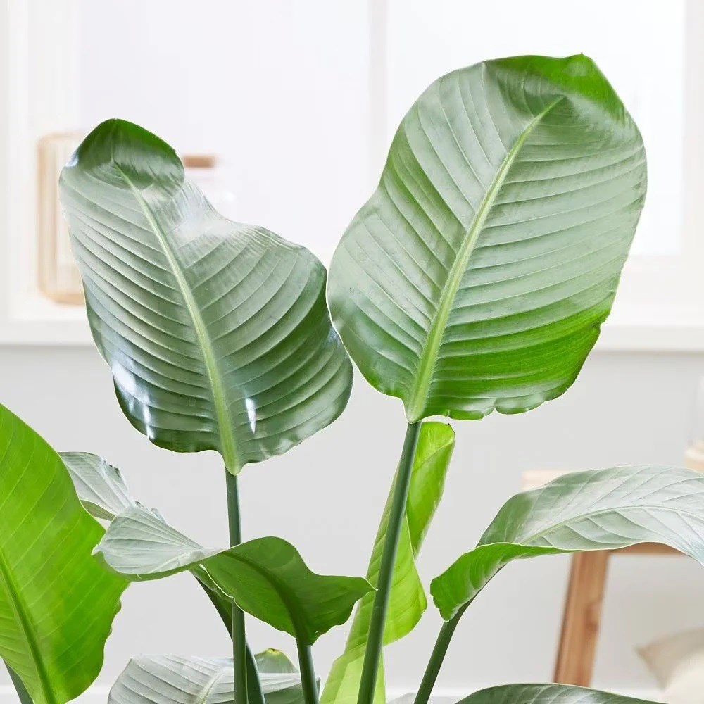 Strelitzia nicolai | Houseplant