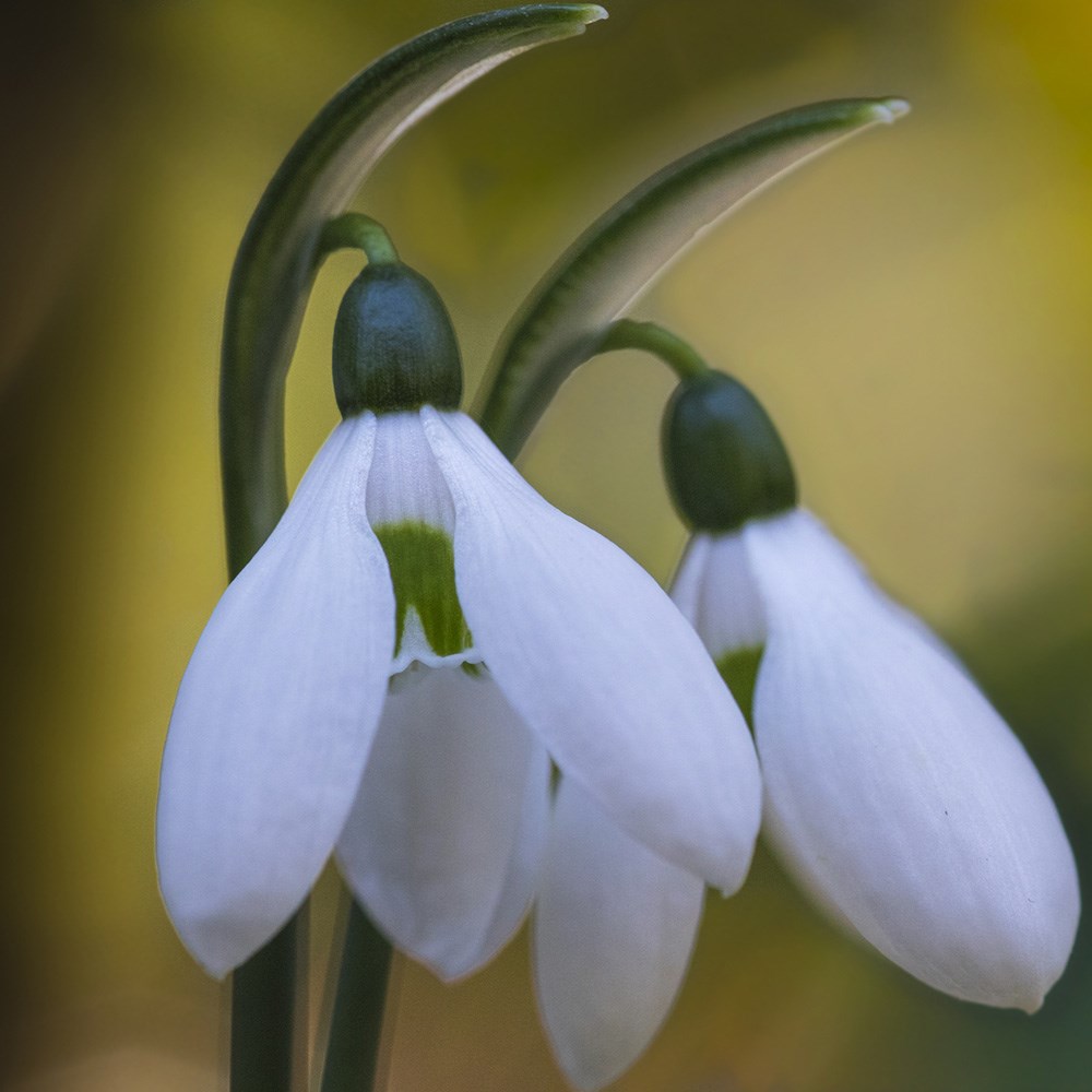 <i>Galanthus ikariae</i> 