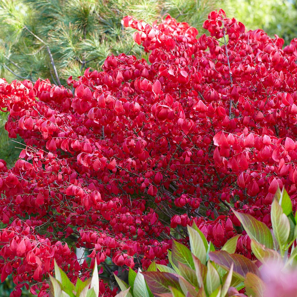 <i>Euonymus grandiflorus</i> 'Ruby Wine'
