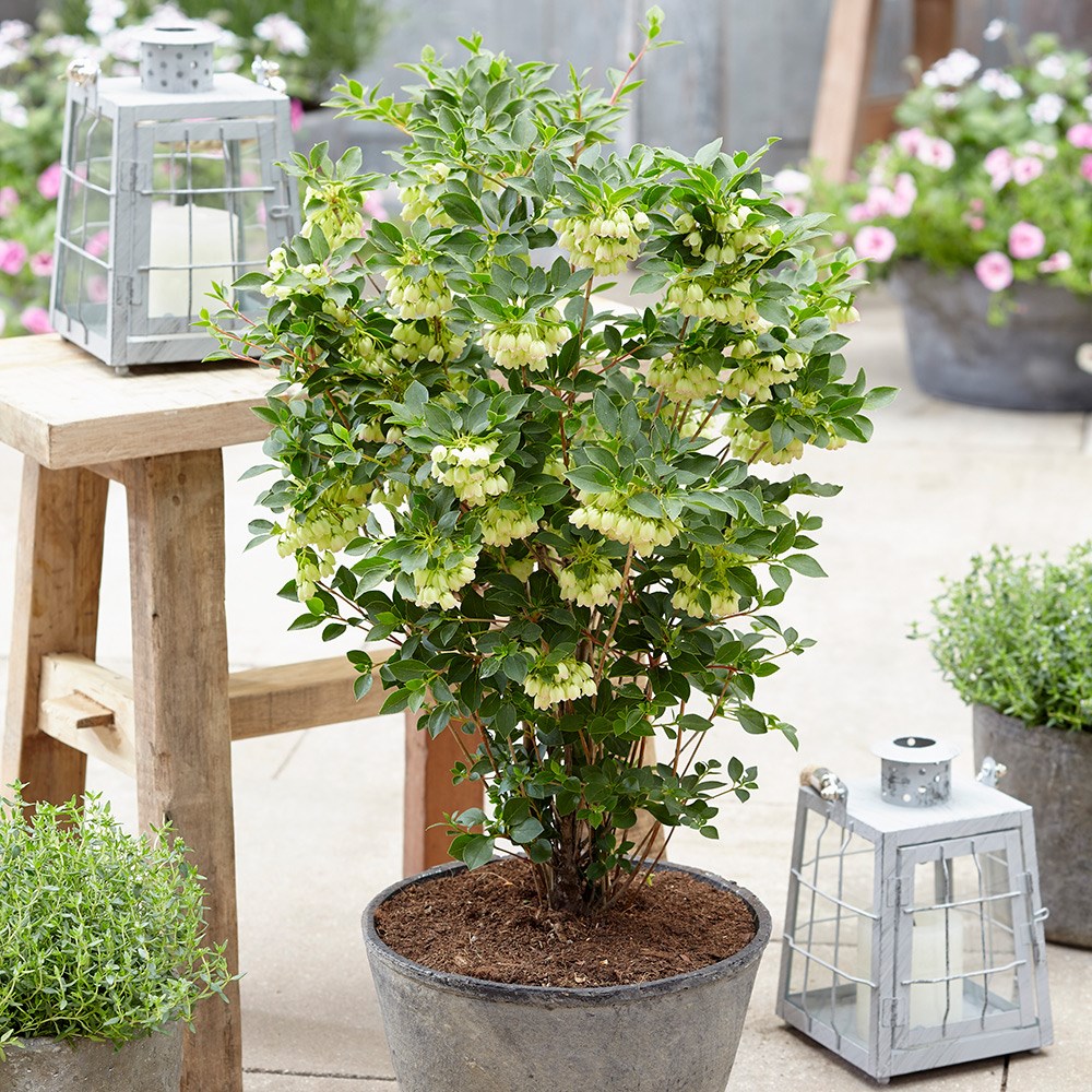 <i>Enkianthus campanulatus</i> <b class=small-caps>Prettycoat </b> ('Jww10') (PBR)