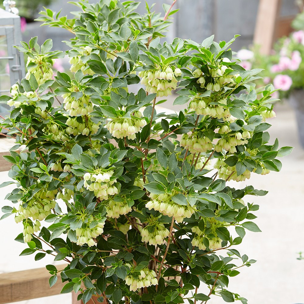 <i>Enkianthus campanulatus</i> <b class=small-caps>Prettycoat </b> ('Jww10') (PBR)