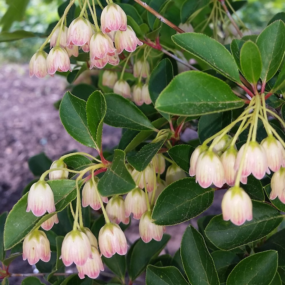 <i>Enkianthus campanulatus</i> <b class=small-caps>Prettycoat </b> ('Jww10') (PBR)