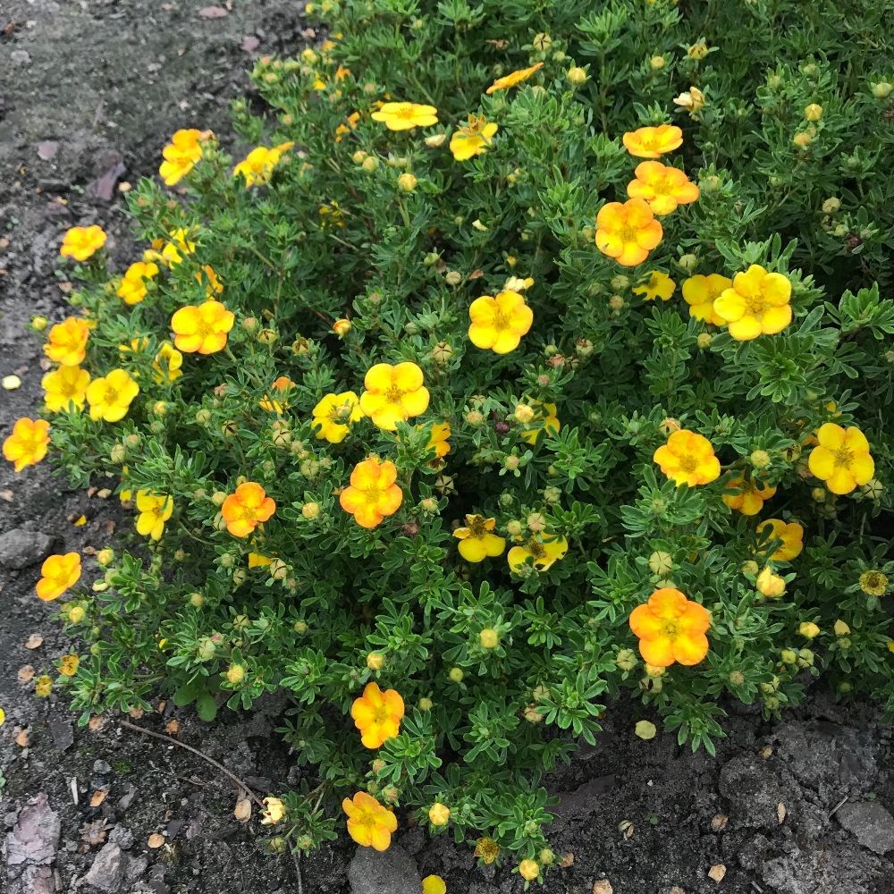 <i>Potentilla fruticosa</i> <b class=small-caps>Bella Lindsey </b> ('Hendlin') (PBR)