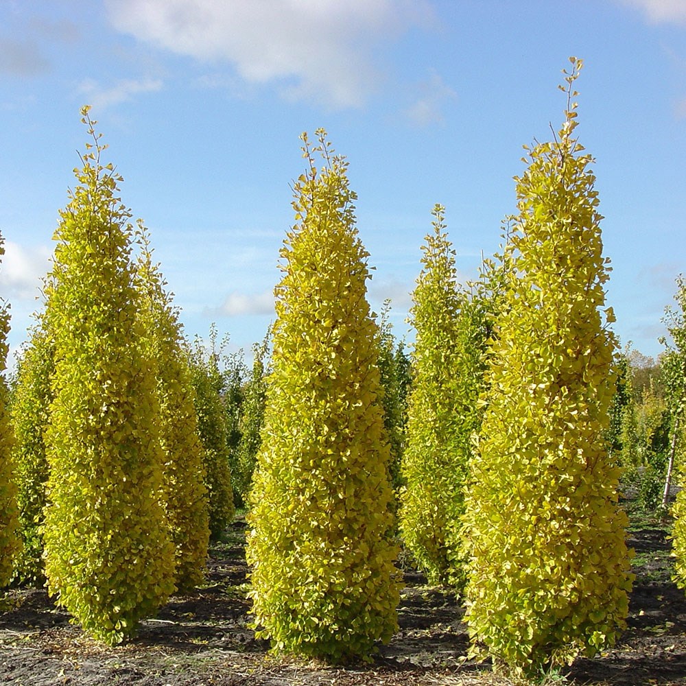 <i>Ginkgo biloba</i> 'Fastigiata Blagon'