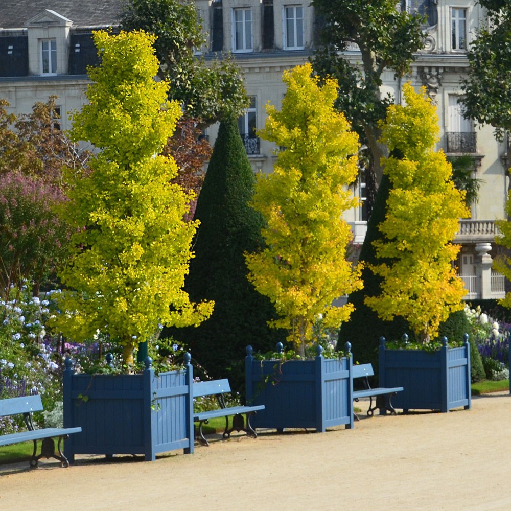 <i>Ginkgo biloba</i> 'Fastigiata Blagon'