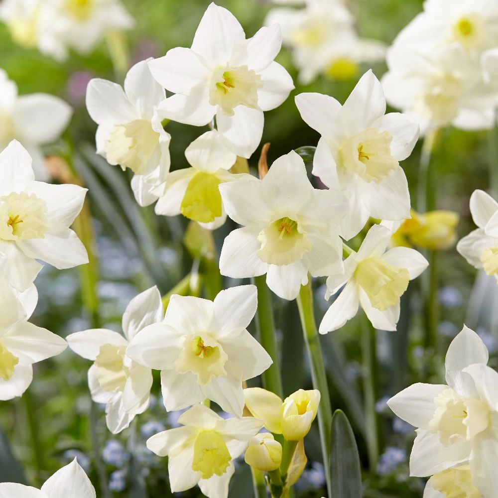 <i>Narcissus</i> 'Pueblo'