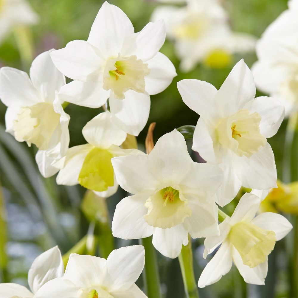 <i>Narcissus</i> 'Pueblo'