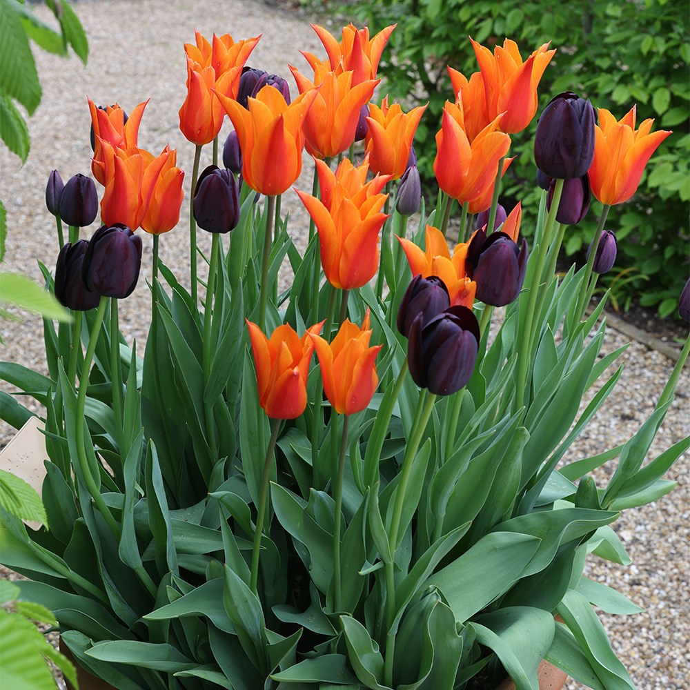 Chocolate orange tulip collection