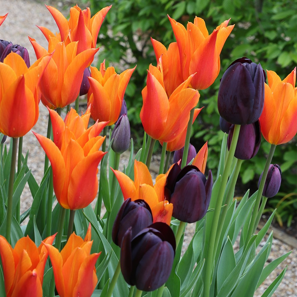 Chocolate orange tulip collection