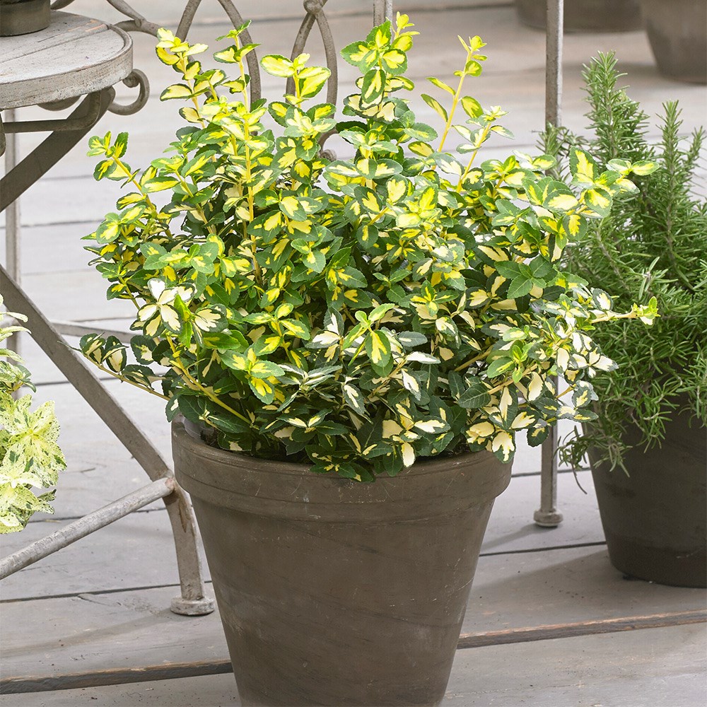 <i>Euonymus fortunei</i> <b class=small-caps>Blondy</b> ('Interbolwi') (PBR)