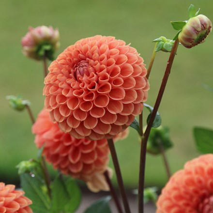 Dahlia Cornel Brons