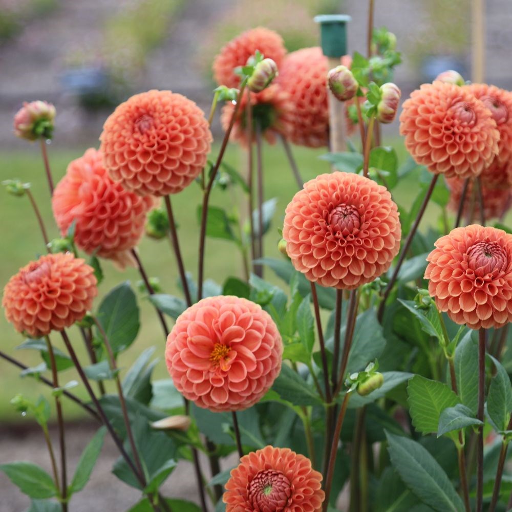 <i>Dahlia</i> 'Cornel Brons'