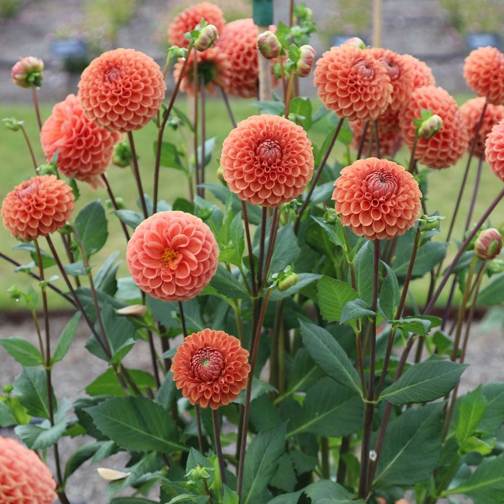 <i>Dahlia</i> 'Cornel Brons'