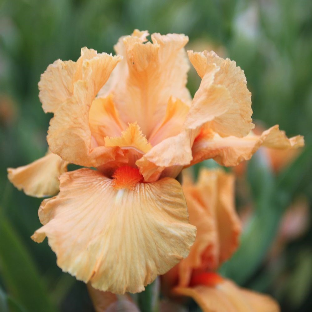 <i>Iris</i> 'Maid of Orange'