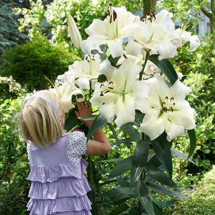 Lilium Pretty Woman
