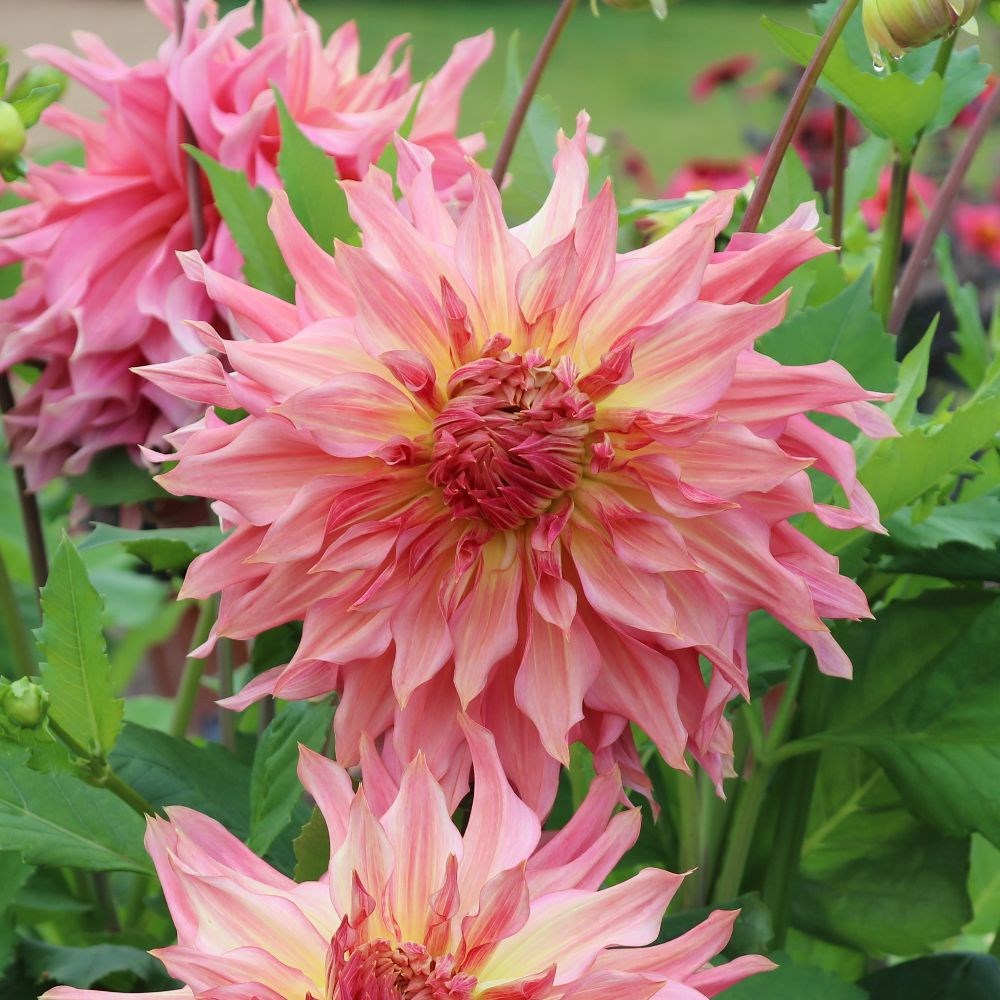 <i>Dahlia</i> 'Penhill Watermelon'