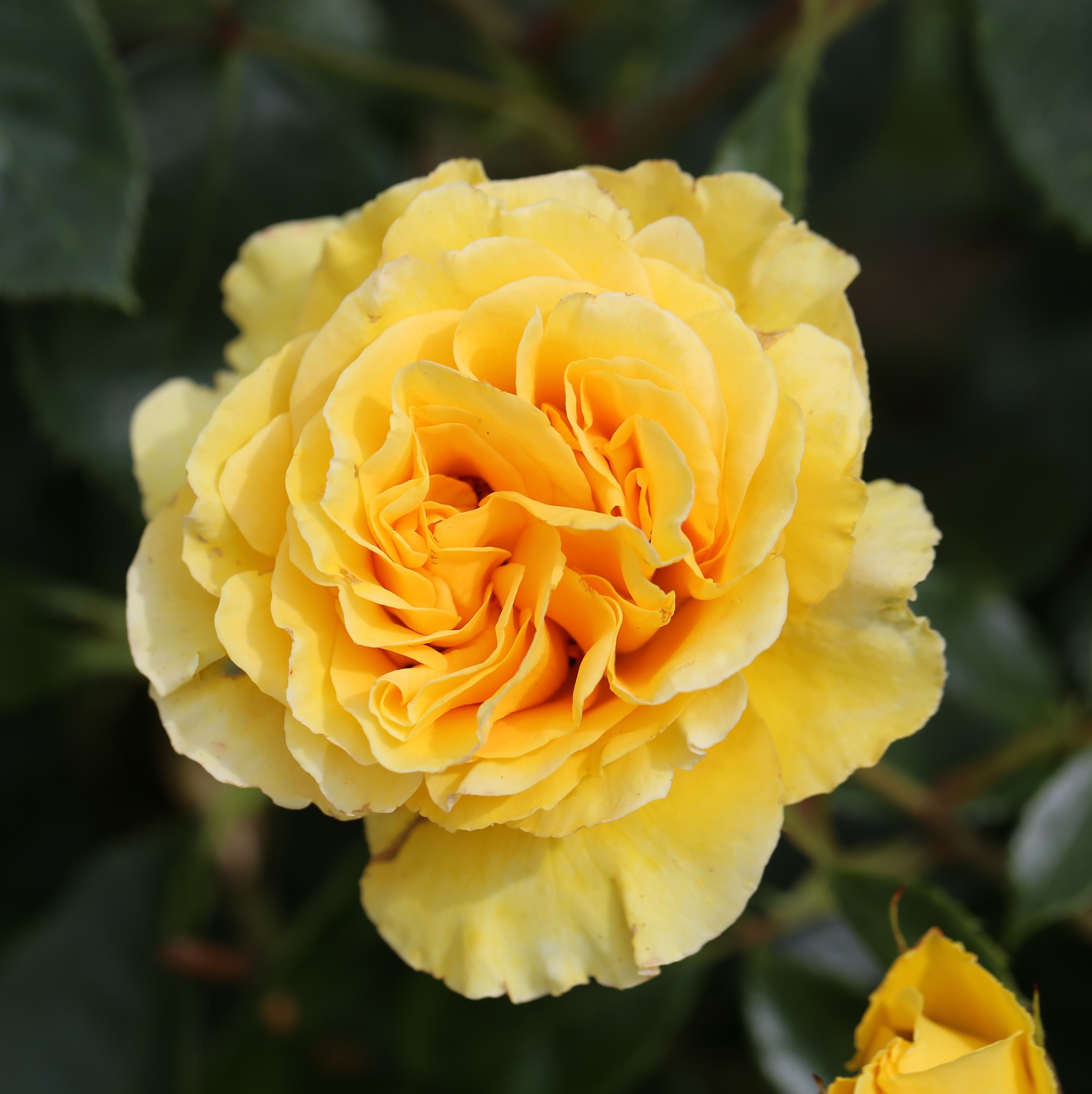 <i>Rosa</i> <b class=small-caps>Anniversary Wishes</b> ('Noa140721') (PBR)