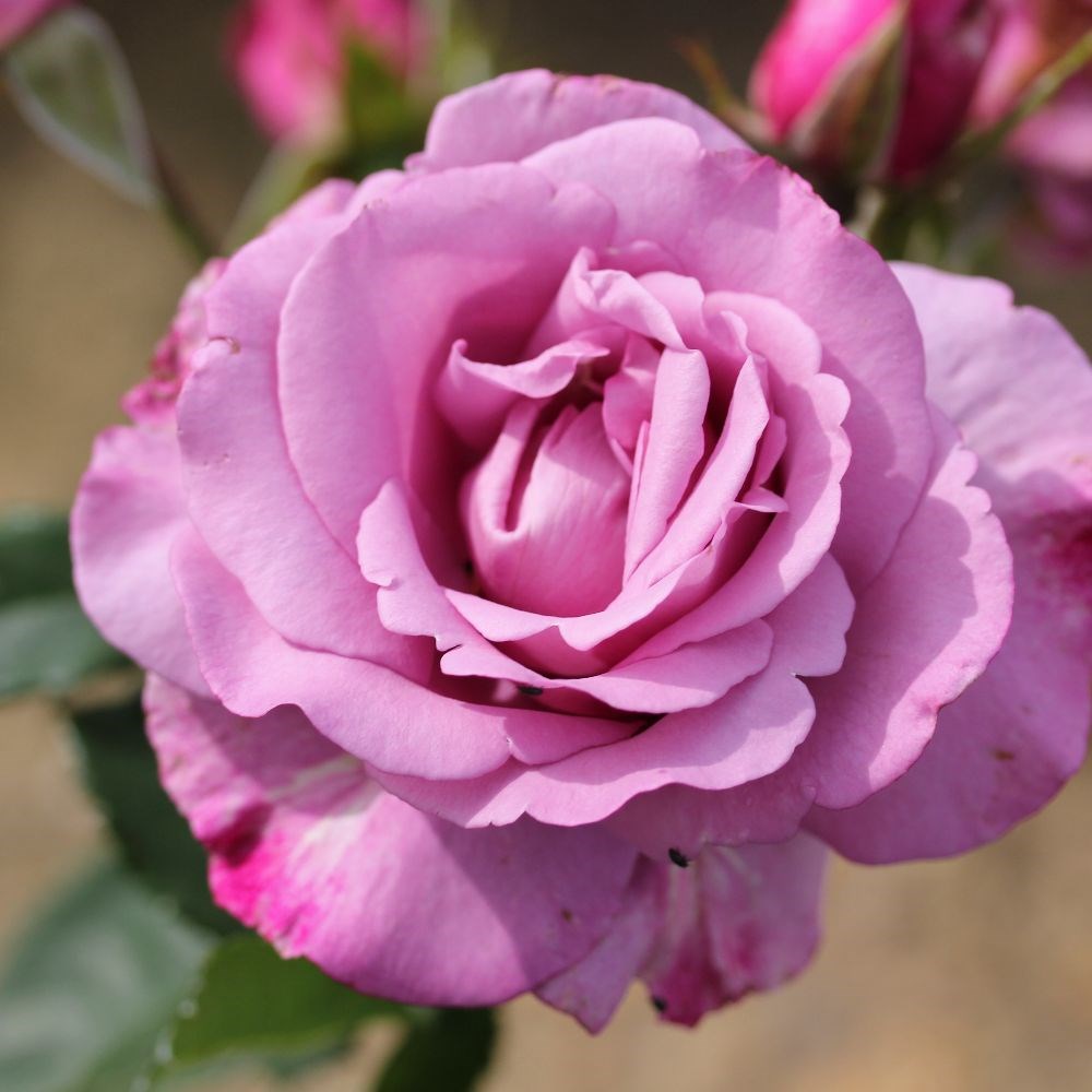 <i>Rosa</i><b class=small-caps> My Lovely Dad</b> ('Fryniche') (PBR) | Floribunda Bush Rose