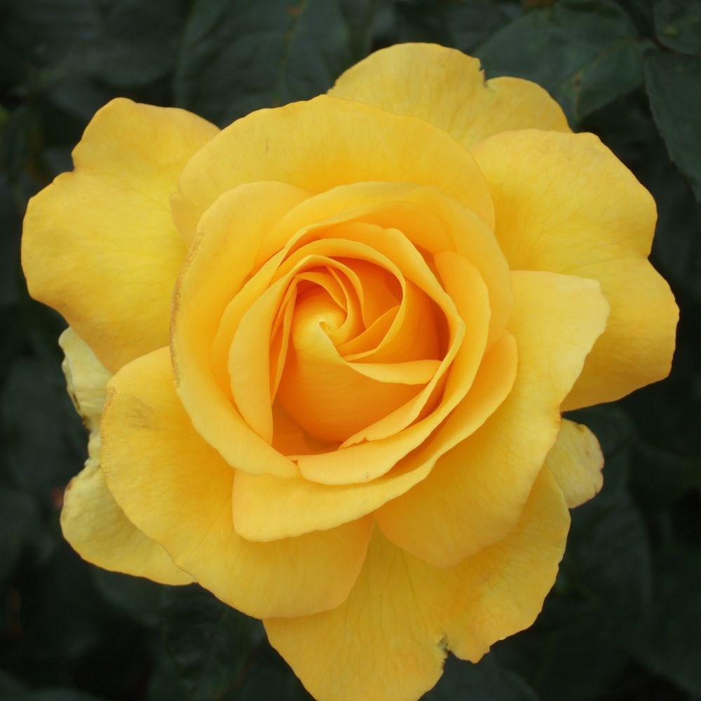 <i>Rosa</i> <b class=small-caps>My Lovely Mum</b> ('Fryflorida') | Hybrid Tea Bush Rose