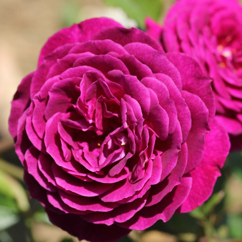 <i>Rosa</i> <b class=small-caps>Ebb Tide</b> ('Weksmopur') (PBR) | Floribunda Shrub Rose