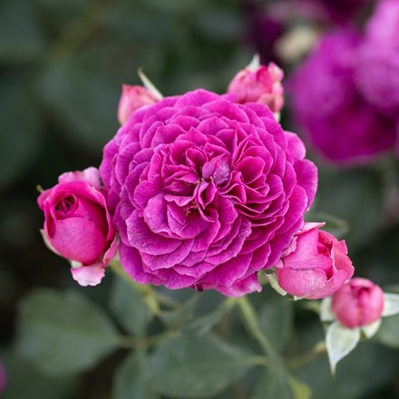 Rosa Ebb Tide ('Weksmopur') (PBR)