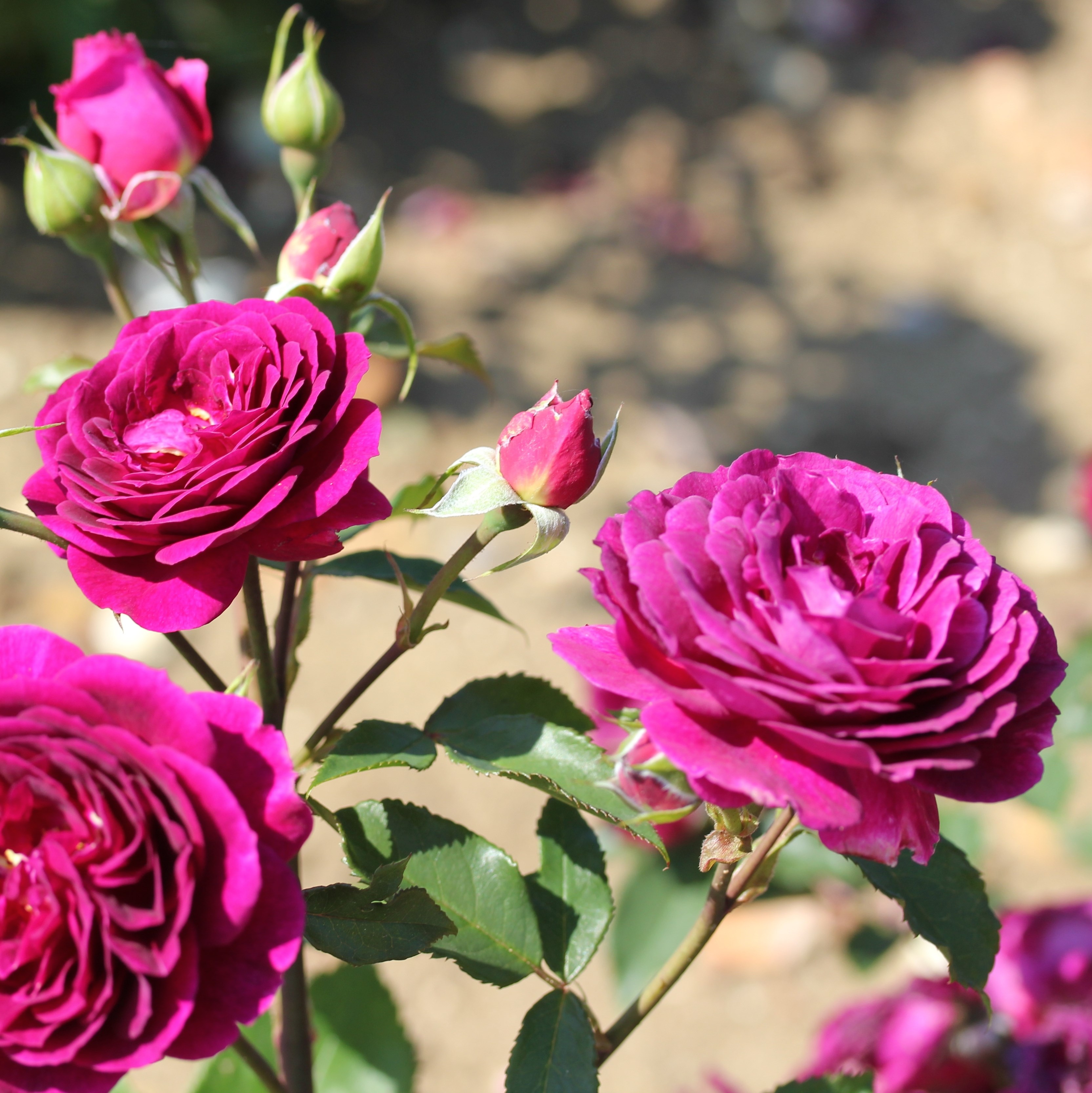 <i>Rosa</i> <b class=small-caps>Ebb Tide</b> ('Weksmopur') (PBR) | Floribunda Shrub Rose