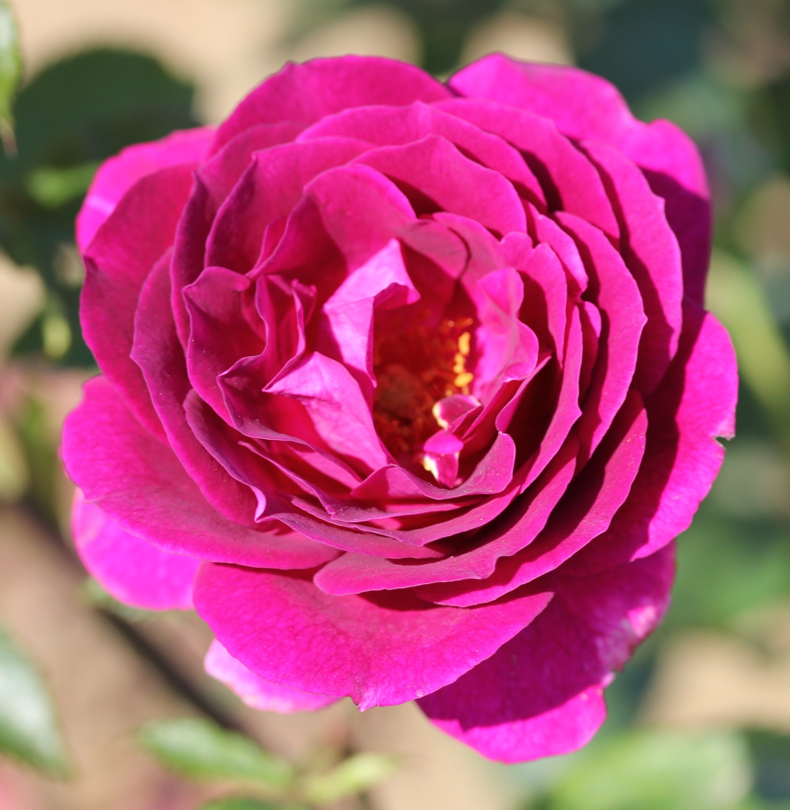 <i>Rosa</i> <b class=small-caps>Ebb Tide</b> ('Weksmopur') (PBR) | Floribunda Shrub Rose