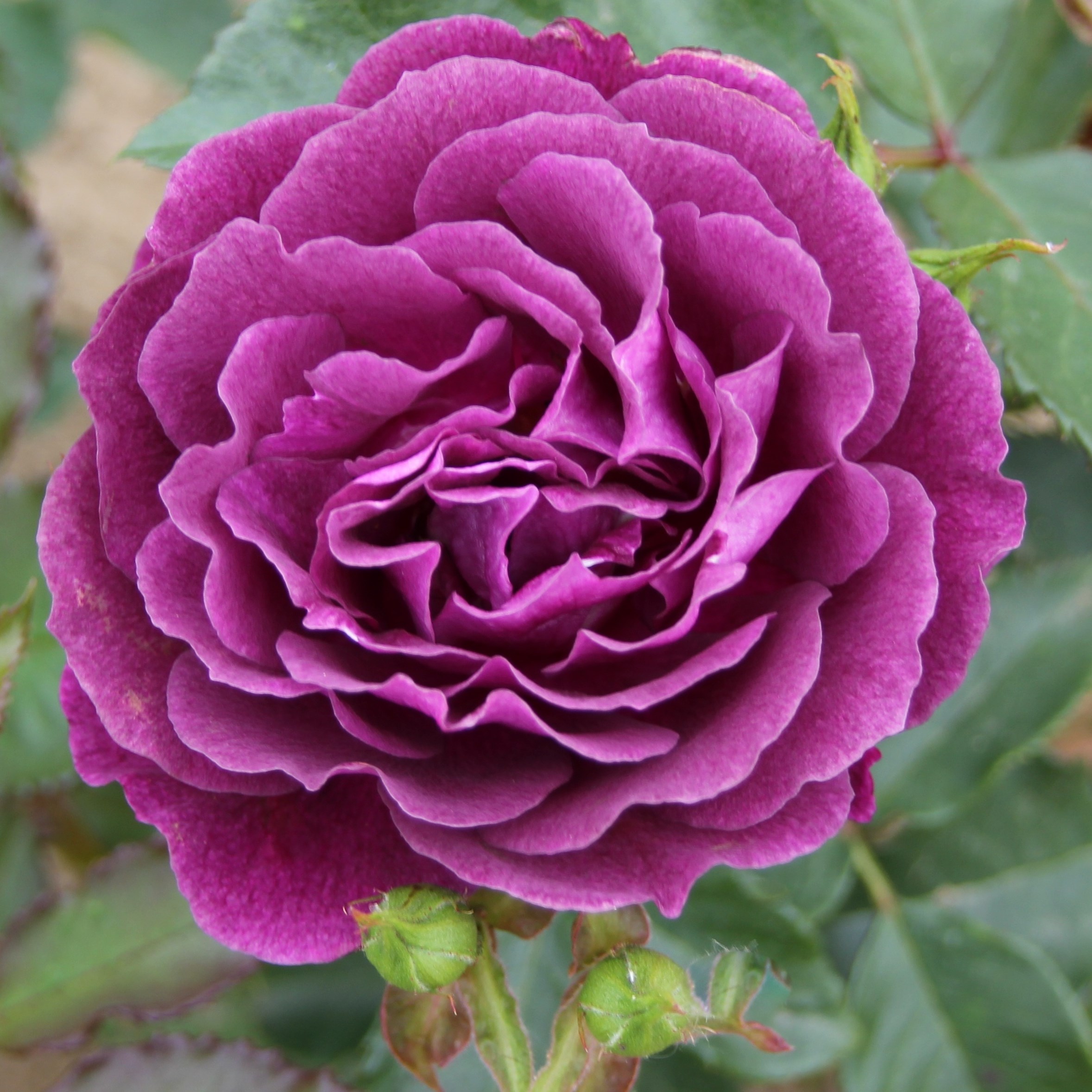 <i>Rosa</i> <b class=small-caps>Ebb Tide</b> ('Weksmopur') (PBR) | Floribunda Shrub Rose