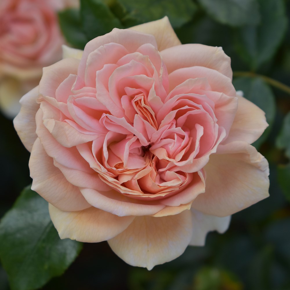 <i>Rosa</i> <b class=small-caps>Joie de Vivre</b> ('Korfloci 01') (PBR)