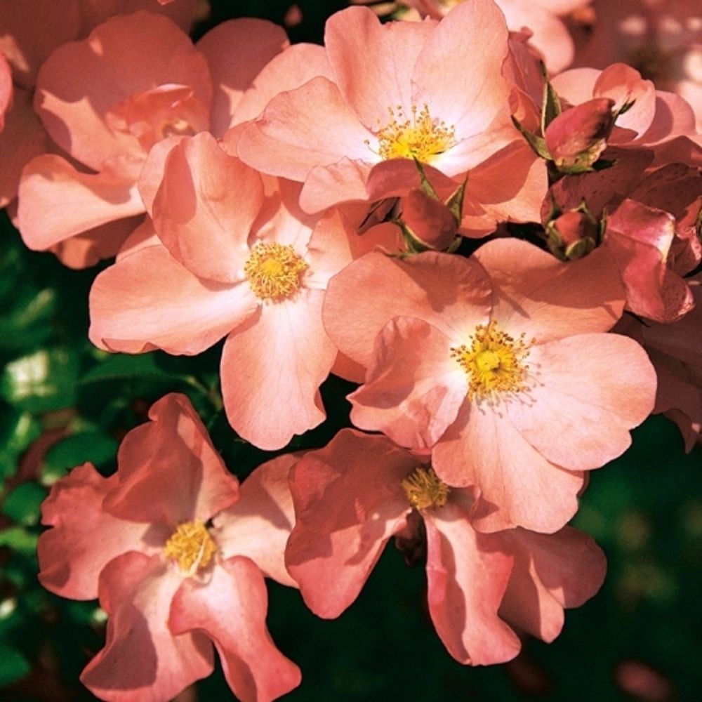 <i>Rosa</i> <b class=small-caps>Flower Carpet Coral</b> ('Norlesa') (PBR) | Ground Cover Rose
