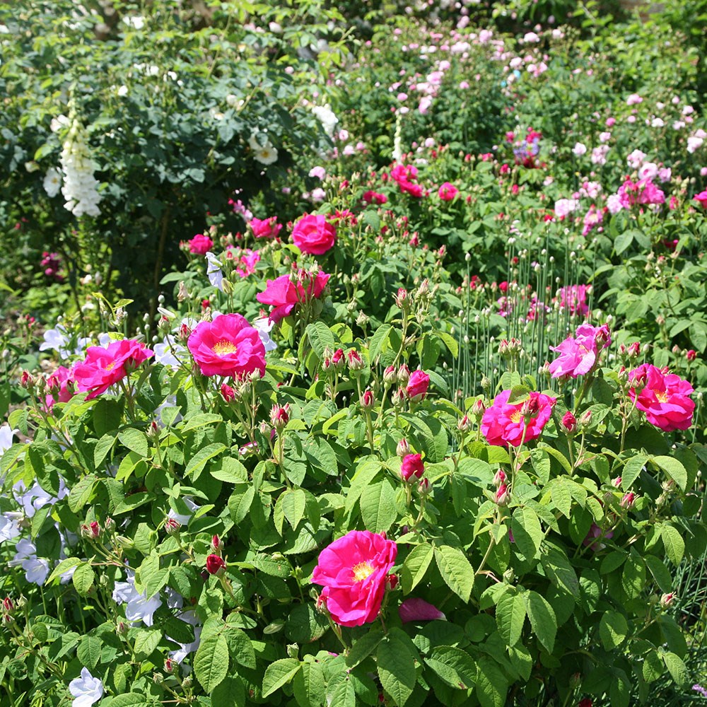 <i>Rosa gallica</i> var. <i>officinalis</i> | Apothecarys Shrub Rose