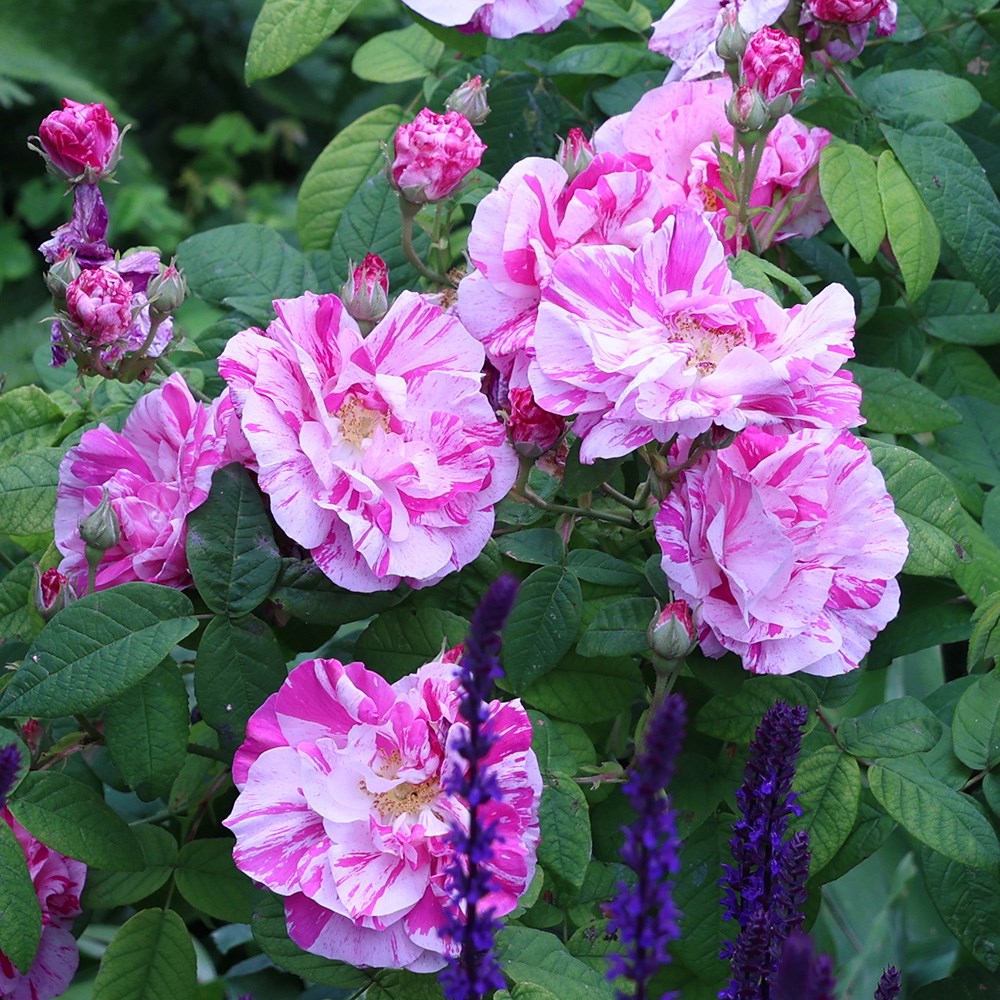 Rosa gallica Versicolor | Rosa Mundi or Shrub Rose