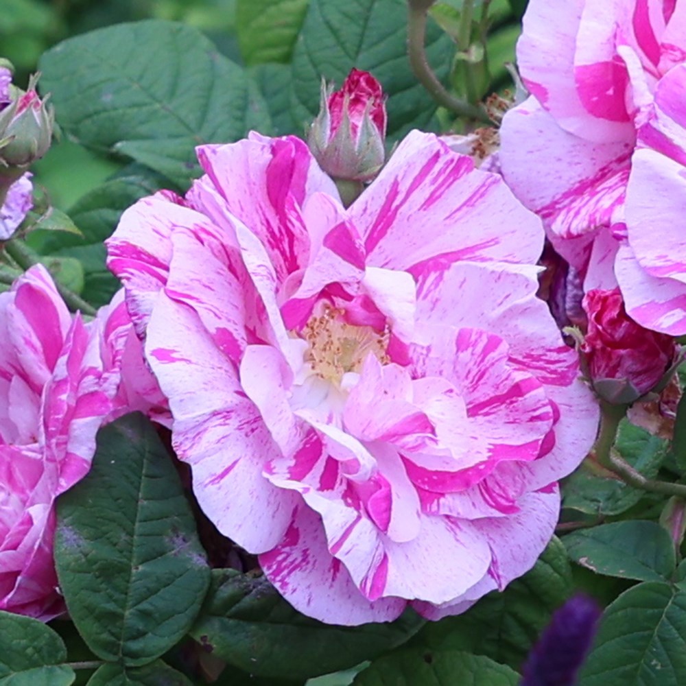 Rosa gallica Versicolor | Rosa Mundi or Shrub Rose