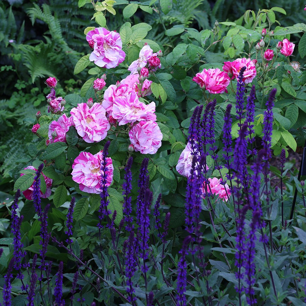 Rosa gallica Versicolor | Rosa Mundi or Shrub Rose