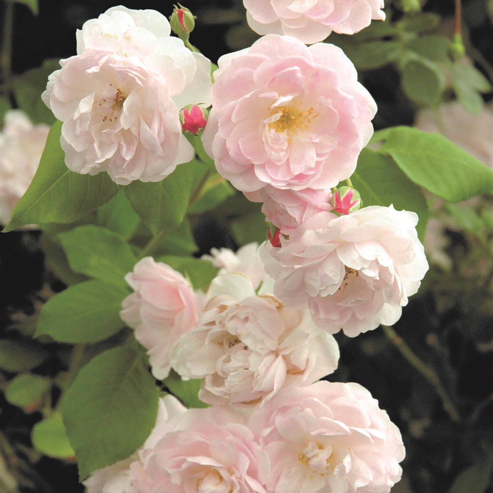 Rosa Noisette Carnée | Climbing Rose