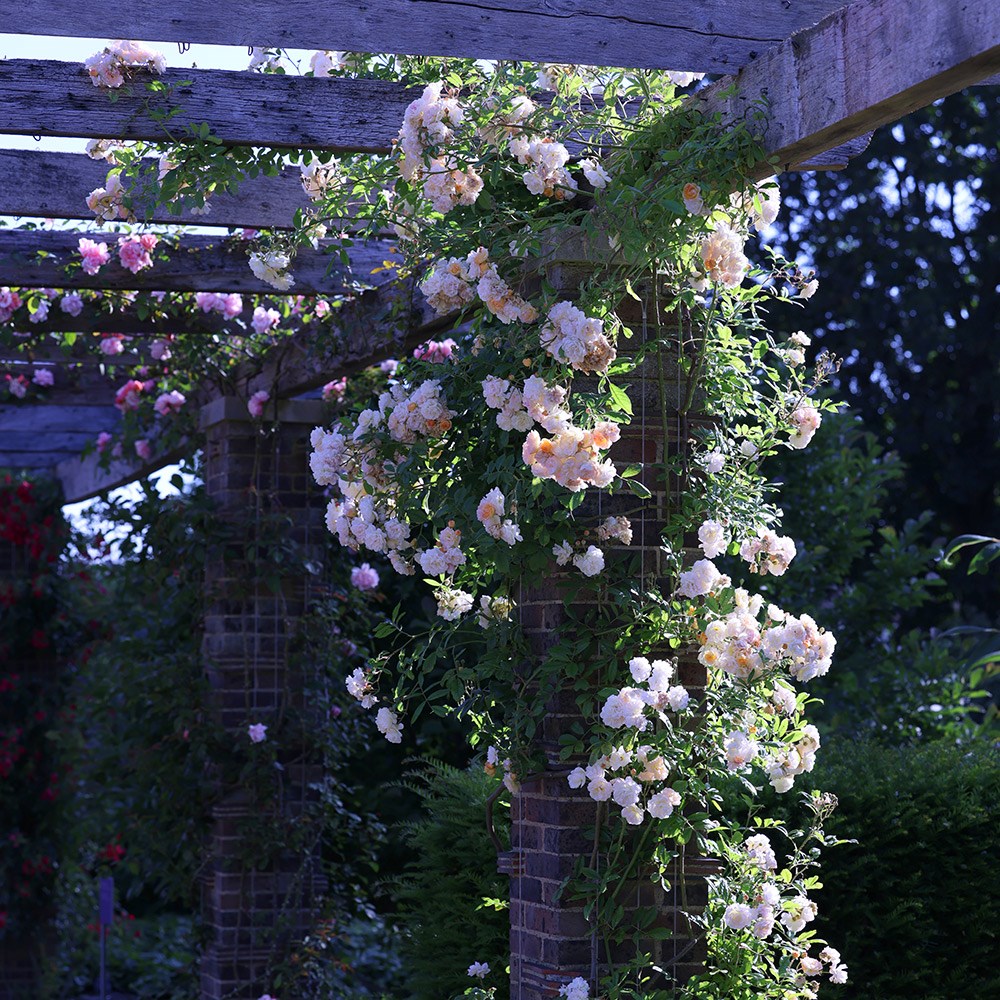 Rosa Ghislaine De Féligonde | Rambling Rose