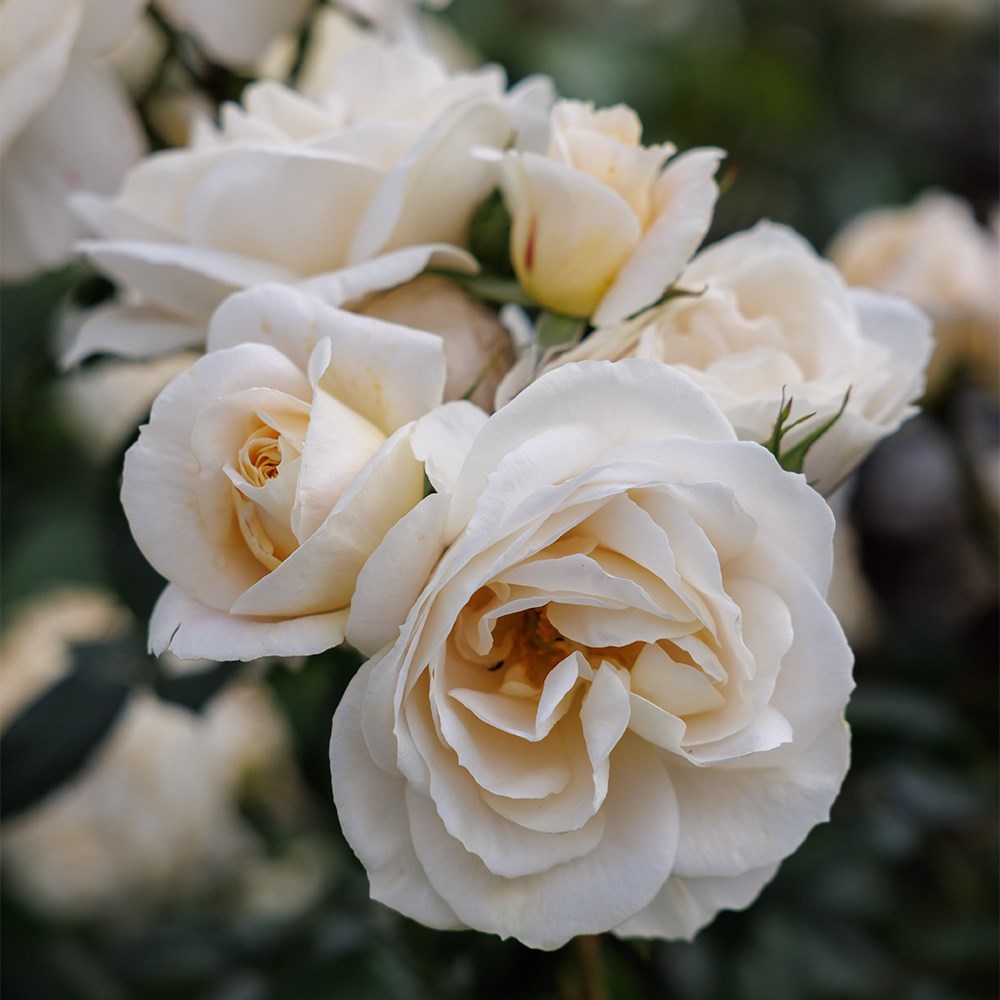 <i>Rosa</i> <b class=small-caps>Champagne Moment</b> ('Korvanaber') (PBR) | Floribunda Bush Rose