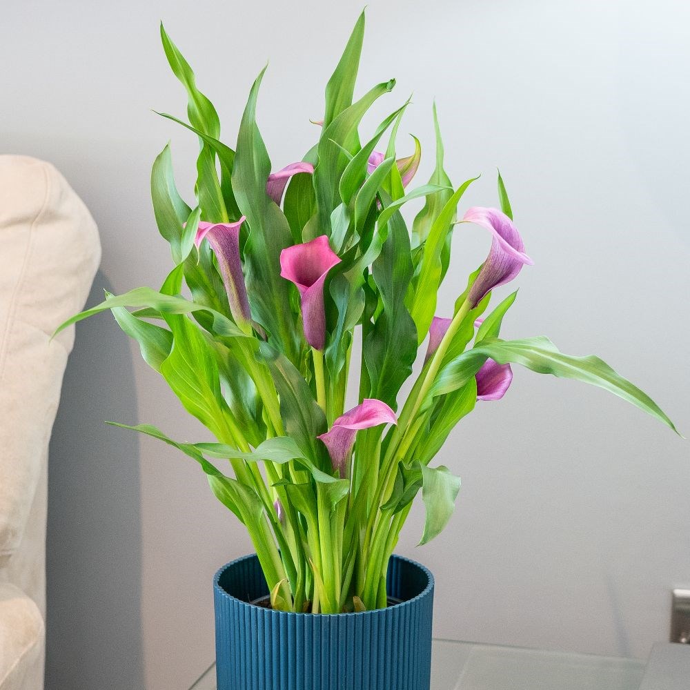 <i>Zantedeschia</i> 'Paco Purple'