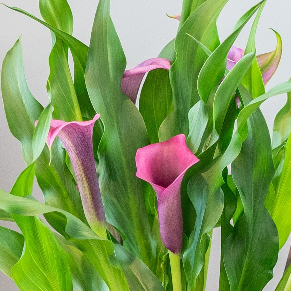 <i>Zantedeschia</i> 'Paco Purple'