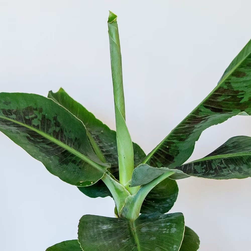 <i>Musa acuminata</i> 'Dwarf Cavendish'