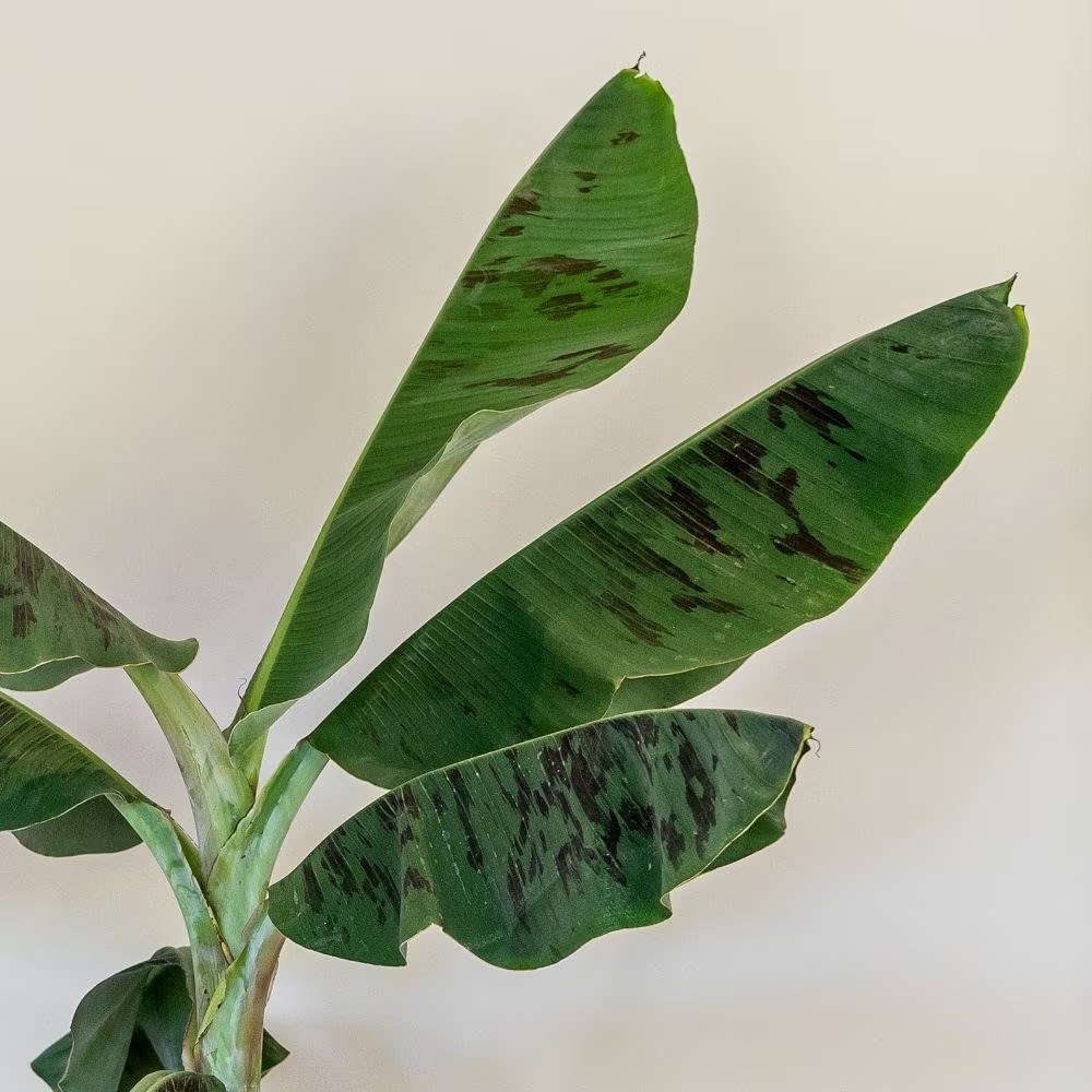 <i>Musa acuminata</i> 'Dwarf Cavendish'