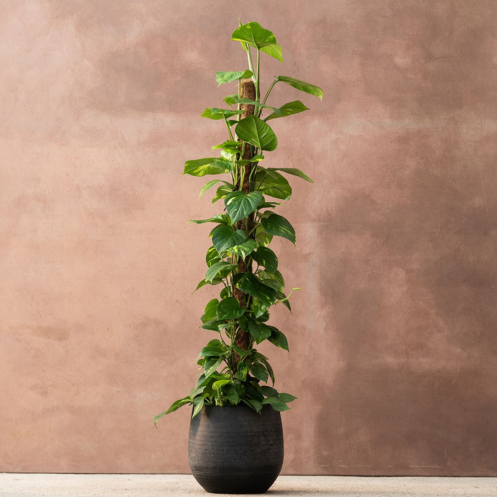 <i>Epipremnum aureum</i> 