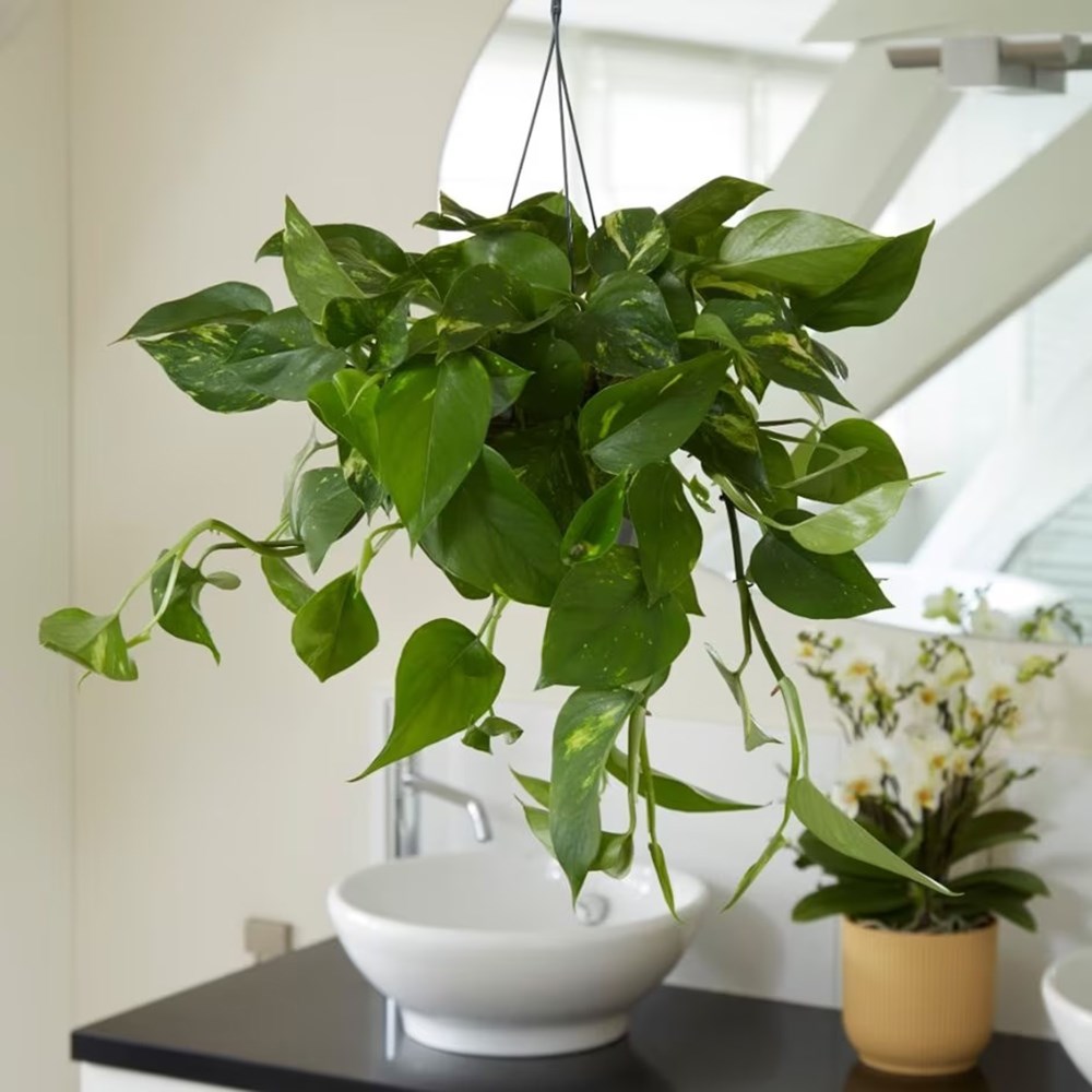<i>Epipremnum aureum</i> 