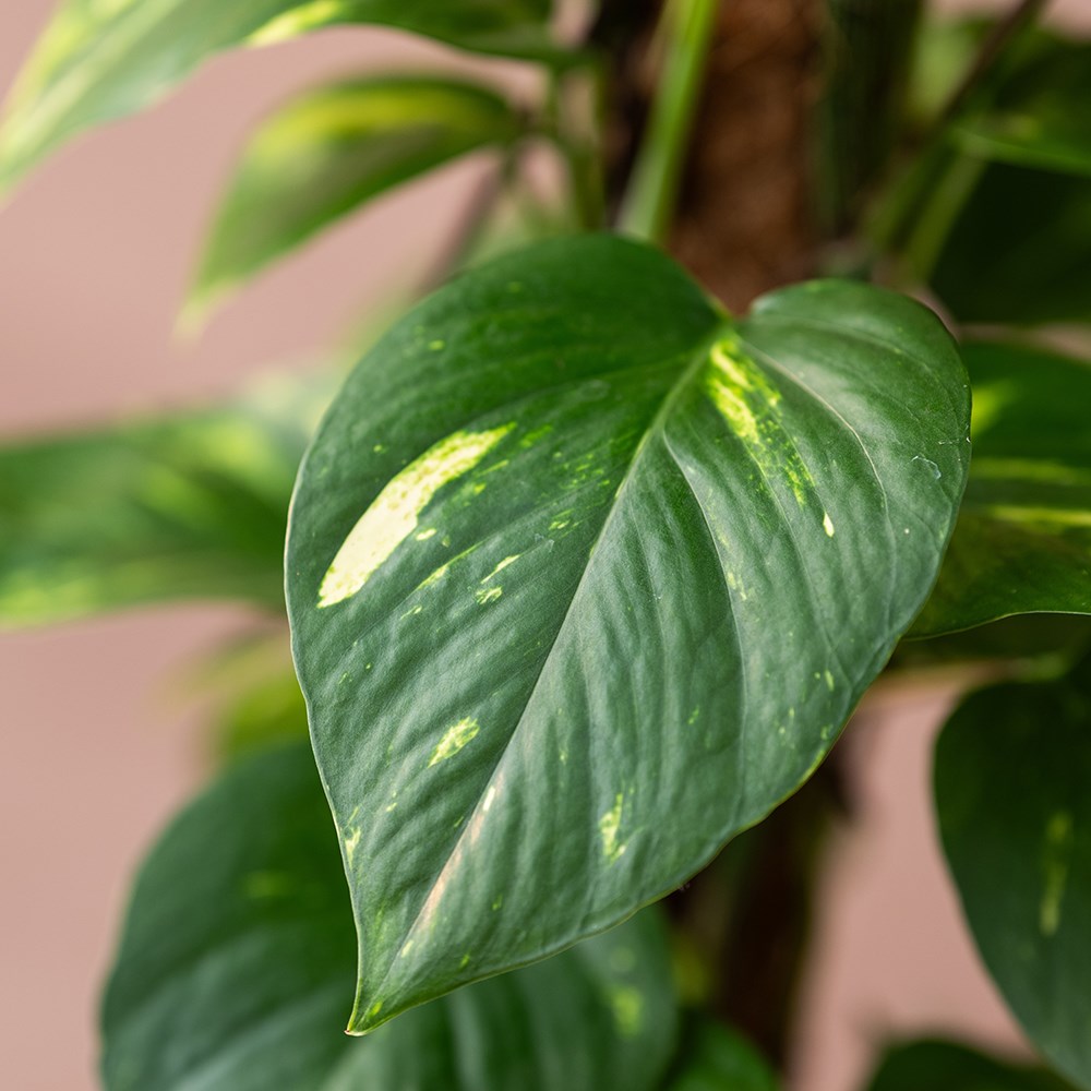 <i>Epipremnum aureum</i> 