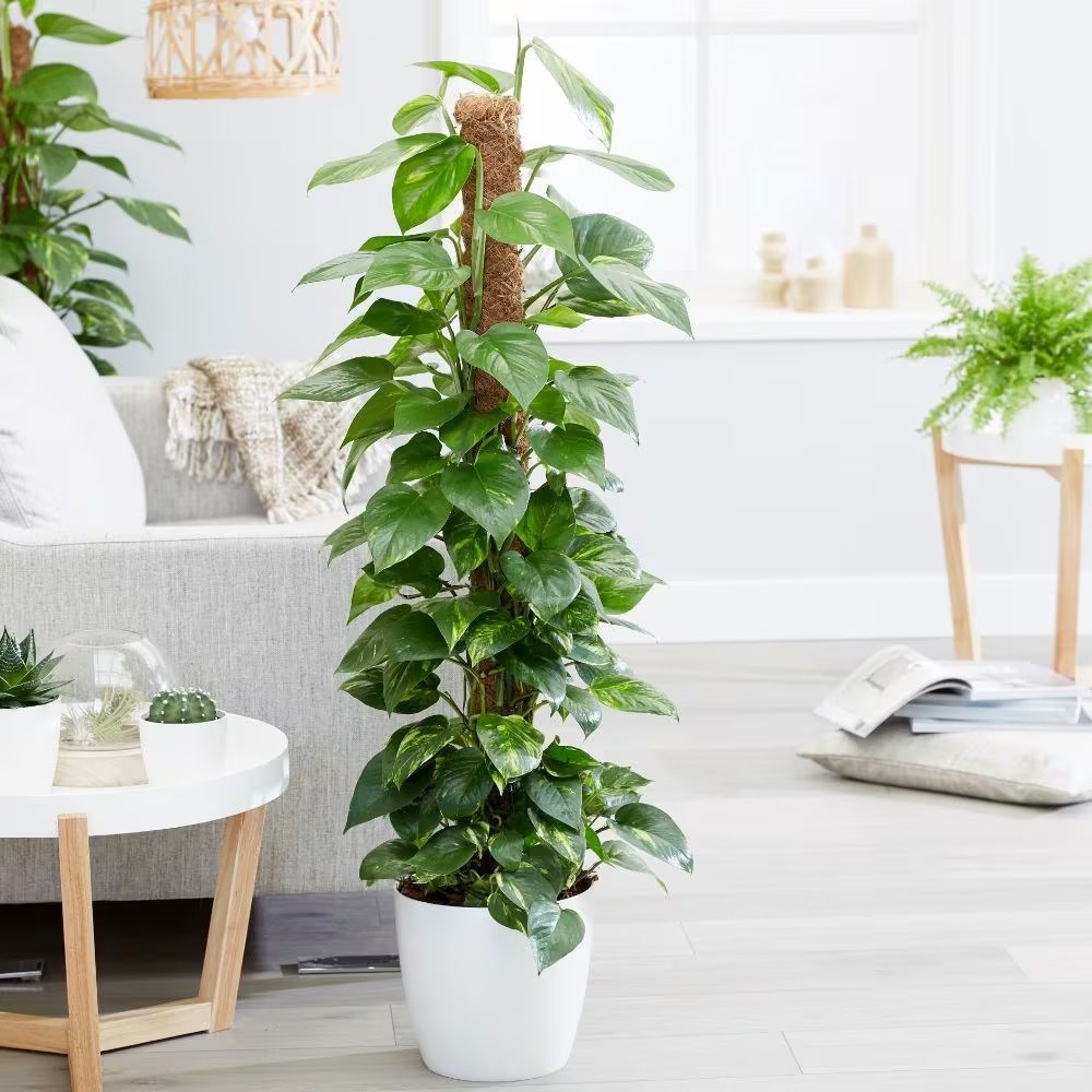 <i>Epipremnum aureum</i> 