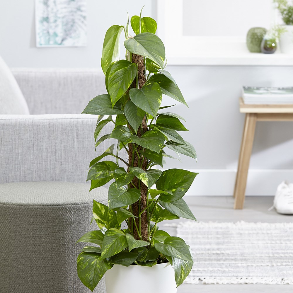 <i>Epipremnum aureum</i> 